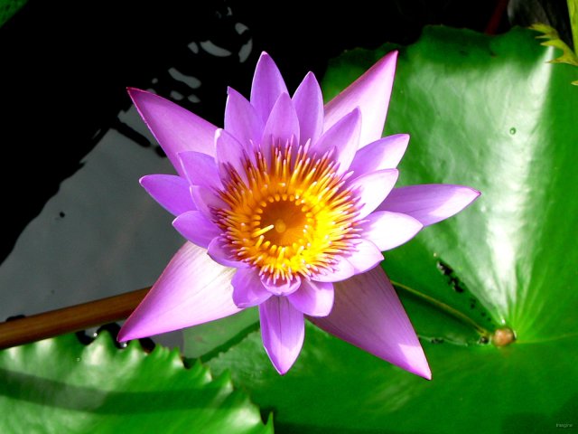 37- Fleur de nenuphar 
